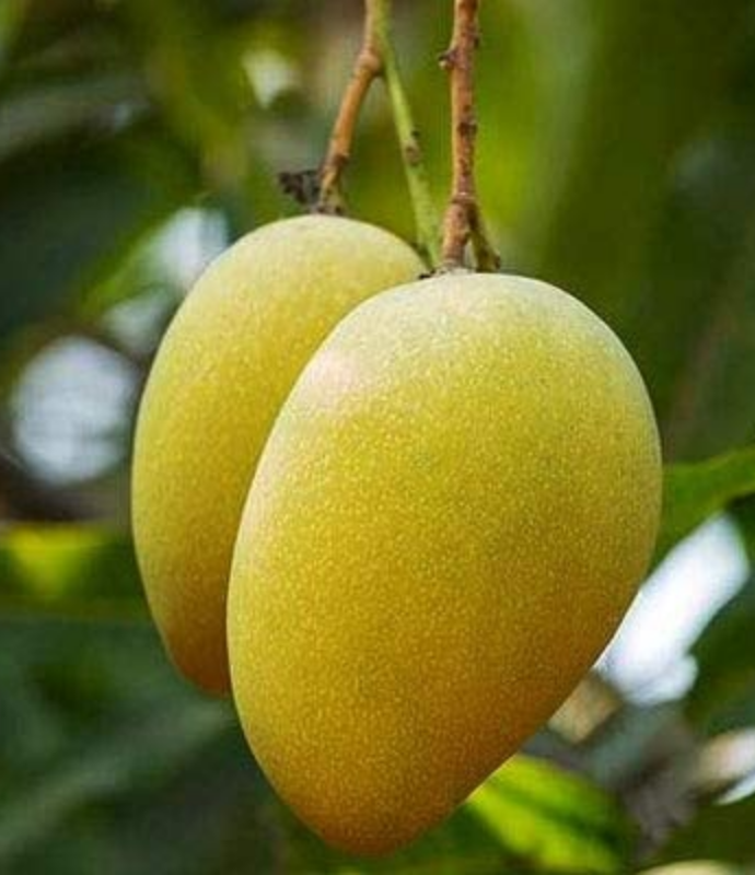 Mangos